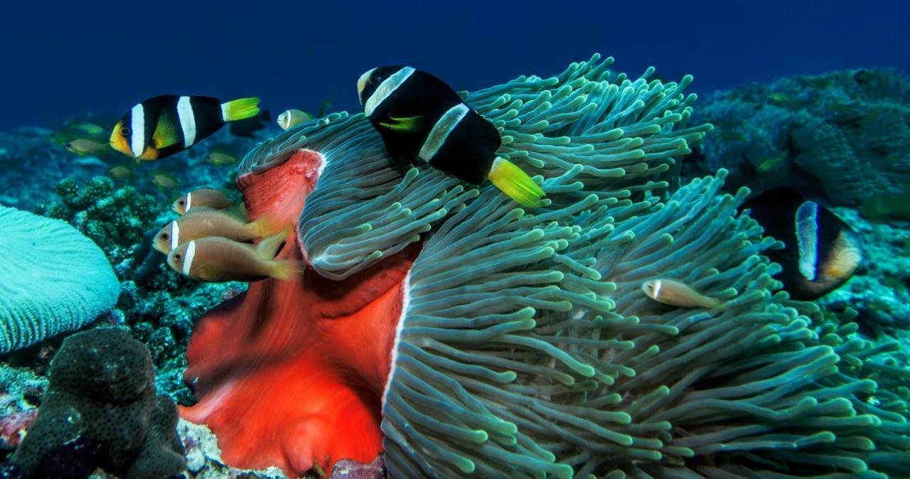 Global Residence Kaashidhoo Eksteriør bilde